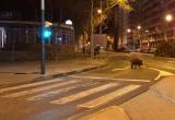 Foto del porc senglar a l'avinguda de Sant Bernat Calbó