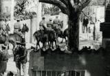 La policia a cavall durant el setge del convent dels Caputxins a Sarrià, el març de 1966.