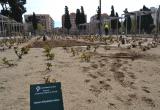 Imatge dels treballs que es porten a terme al roserar del parc de Mas Iglesias de Reus