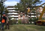 Foto del tractament contra la processionària del pi al parc de Sant Jordi