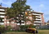 Imatge d'arxiu d'una campanya de tractament de la processionària a un parc de Reus