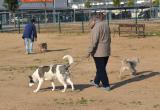 Imatge de ciutadans passejant gossos en una àrea d'esbarjo a Reus