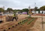 Plantació de jardineria al Parc de les Olors de la Boca de la Mina