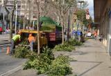 Treballs de poda i esporga recents al passeig de Sunyer de Reus