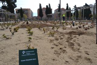 Imatge dels treballs que es porten a terme al roserar del parc de Mas Iglesias de Reus