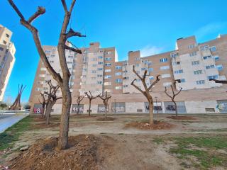 Arbres de la Hispània replantats al carrer del Pont