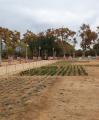 Plantació de jardineria al Parc de les Olors de la Boca de la Mina