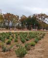 Plantació de jardineria al Parc de les Olors de la Boca de la Mina