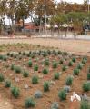 Plantació de jardineria al Parc de les Olors de la Boca de la Mina