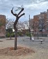 Arbres de la Hispània replantats a la plaça de la Dansa