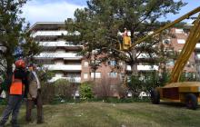 Foto del tractament contra la processionària del pi al parc de Sant Jordi