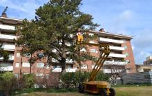 Imatge d'arxiu d'una campanya de tractament de la processionària a un parc de Reus