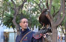 Prova amb rapinyaires a la plaça de la Llibertat, davant l’increment de la població d’estornells