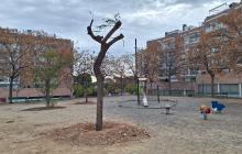 Arbres de la Hispània replantats a la plaça de la Dansa