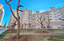 Arbres de la Hispània replantats al carrer del Pont